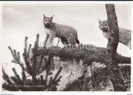 Biologiska Museet - Biological Museum - Lynx - animals - Sweden - unused - JH Postcards