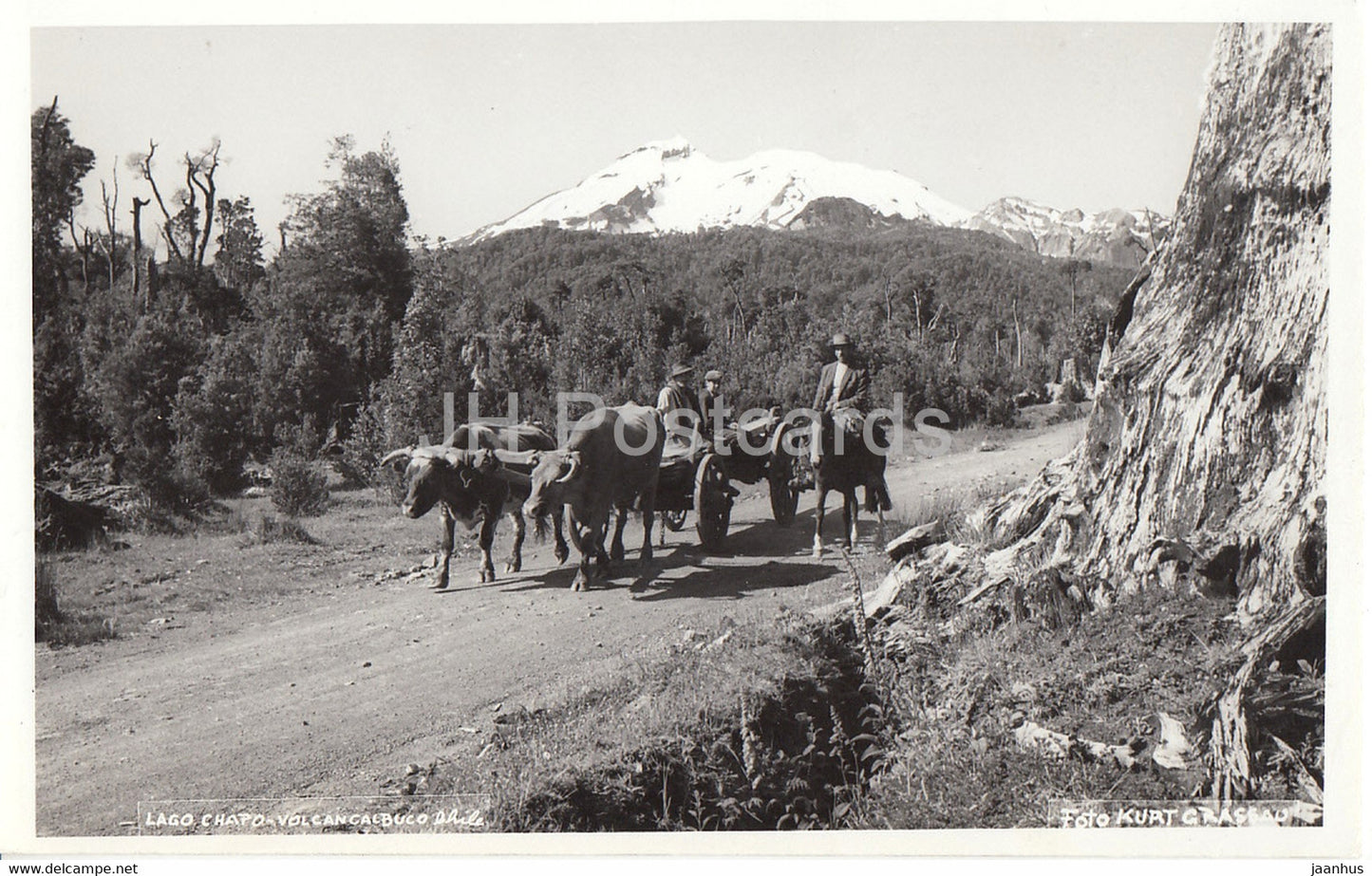 Lago Chapo - Volcan Calbuco - bull carriage - old postcard - 1955 - Chile - used - JH Postcards