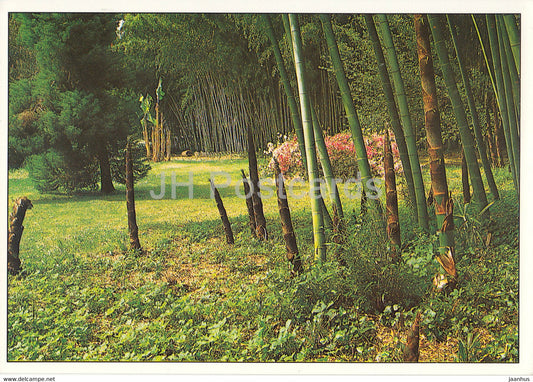 Bambouseraie de Prafrance - En Lisiere de Foret - bamboos - France - unused - JH Postcards