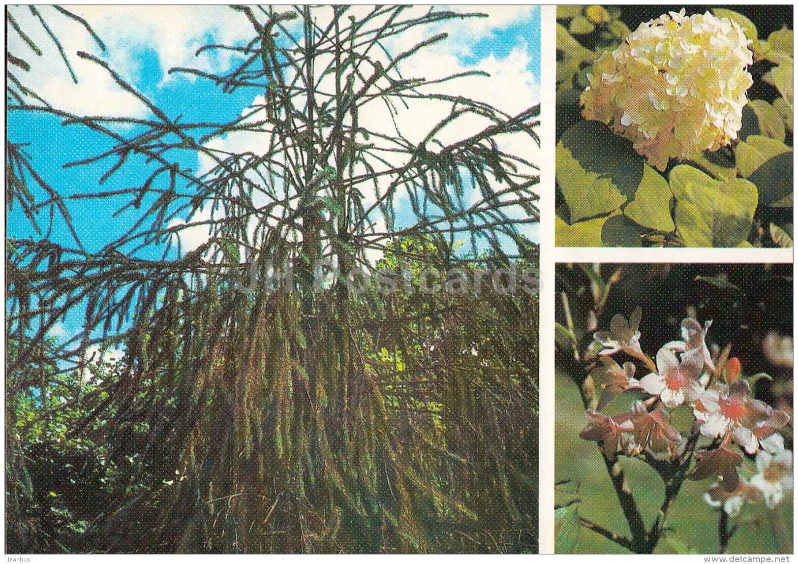 Norway spruce , Picea abies - Hydrangea cinerea - Weigela hybrida  Moscow Botanical Garden - 1988 - Russia USSR - unused - JH Postcards
