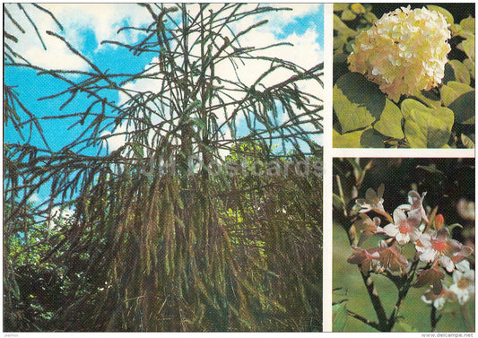 Norway spruce , Picea abies - Hydrangea cinerea - Weigela hybrida  Moscow Botanical Garden - 1988 - Russia USSR - unused - JH Postcards