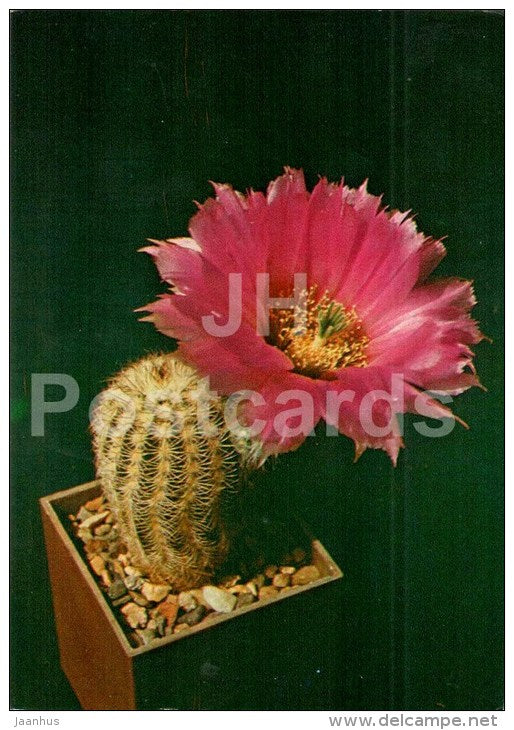 Echinocereus purpureus - cactus - flowers - 1984 - Russia USSR - unused - JH Postcards