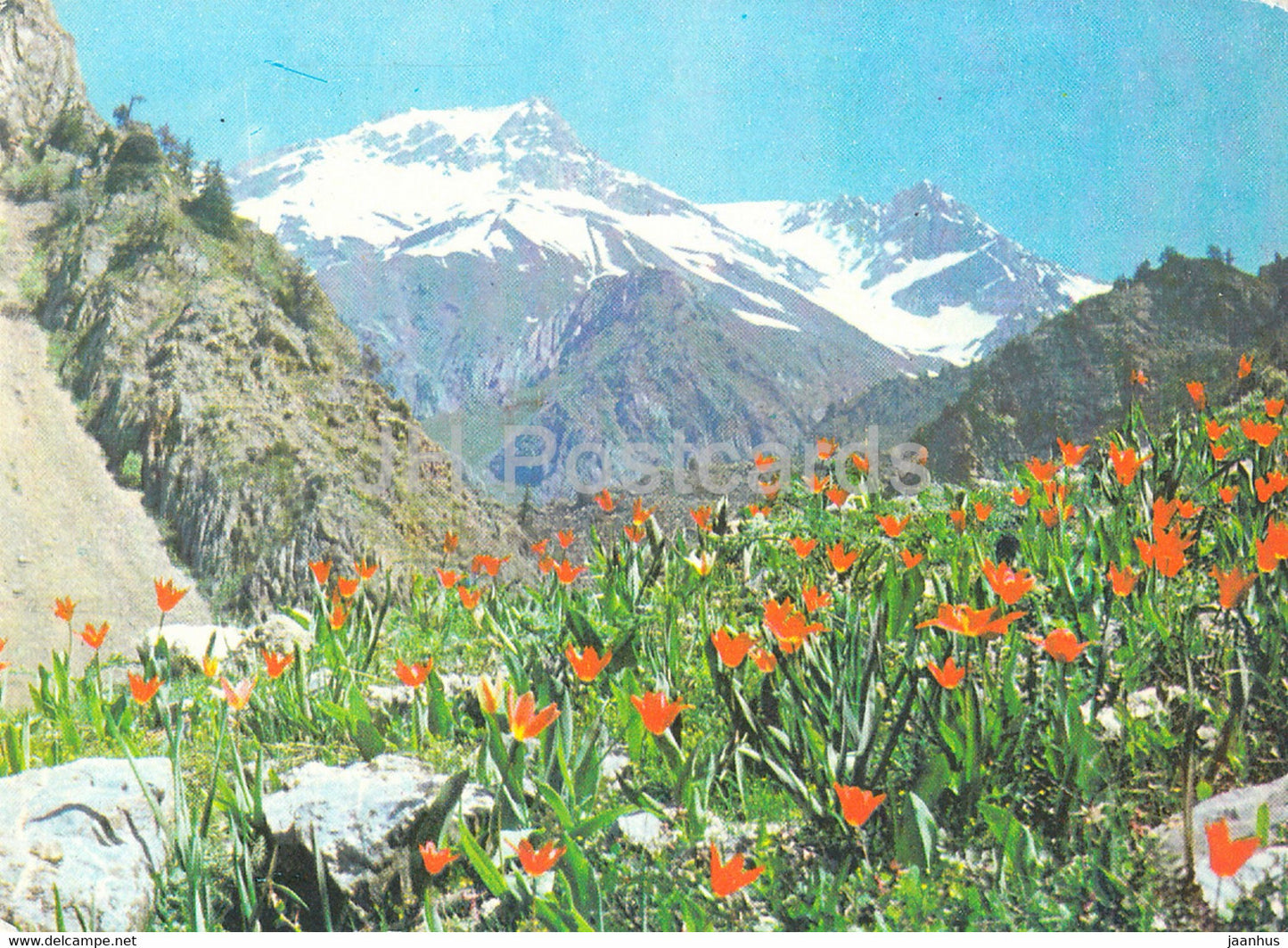 spring in the mountains - flowers - Nature Trails - 1981 - Uzbekistan USSR - unused - JH Postcards