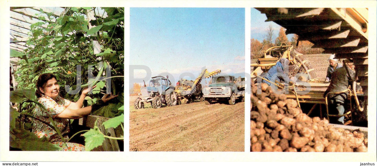 in the greenhouse of the Lenin state farm - harvesting potatoes - car - Magadan Region - 1986 - Russia USSR - unused - JH Postcards