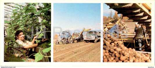 in the greenhouse of the Lenin state farm - harvesting potatoes - car - Magadan Region - 1986 - Russia USSR - unused - JH Postcards
