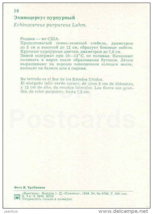 Echinocereus purpureus - cactus - flowers - 1984 - Russia USSR - unused - JH Postcards