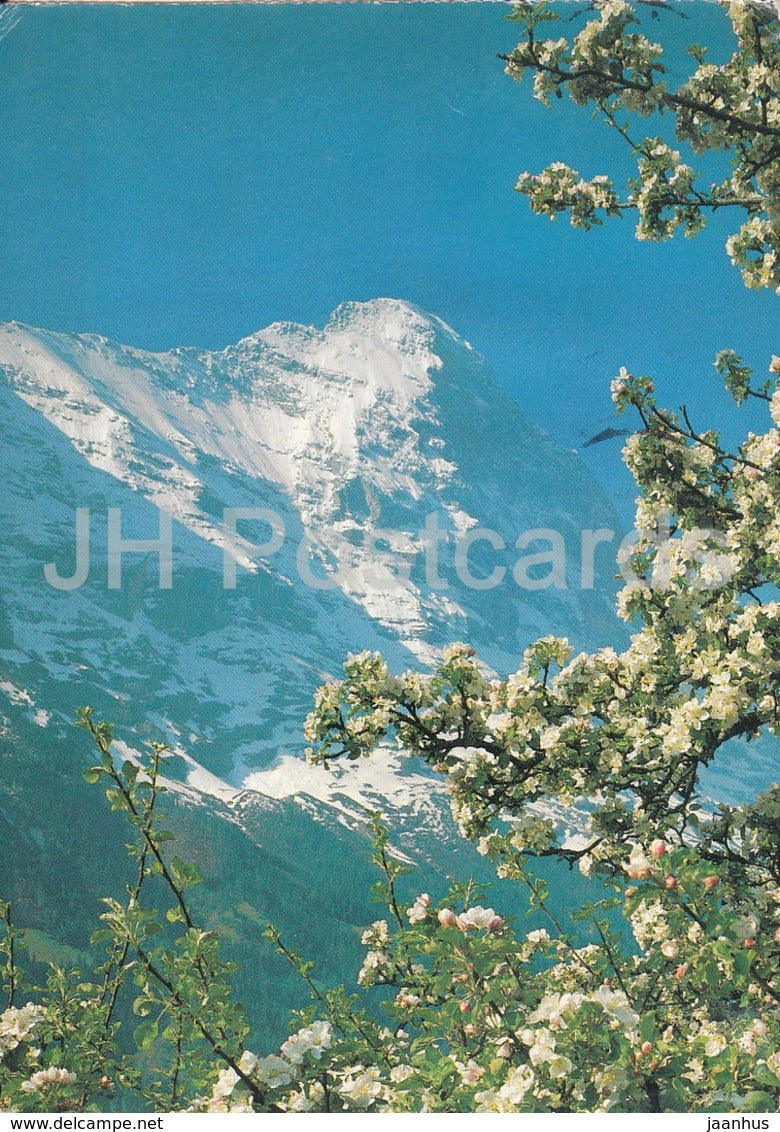 Eiger bei Grindelwald - 1988 - Switzerland - used - JH Postcards