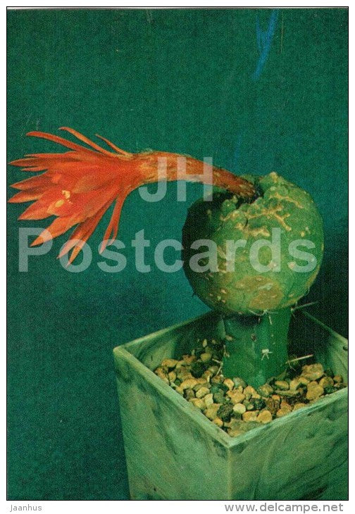 Submatucana madisoniorum - cactus - flowers - 1984 - Russia USSR - unused - JH Postcards