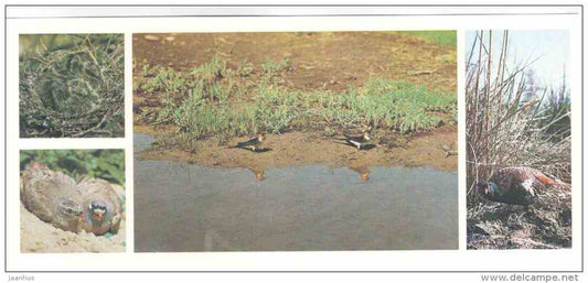 Birds - Tigrovaya Balka Nature Reserve - 1983 - Russia USSR - unused - JH Postcards