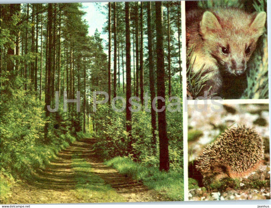 European pine marten - Martes martes - European hedgehog - Erinaceus europaeus - animals - 1977 - Estonia USSR - unused - JH Postcards
