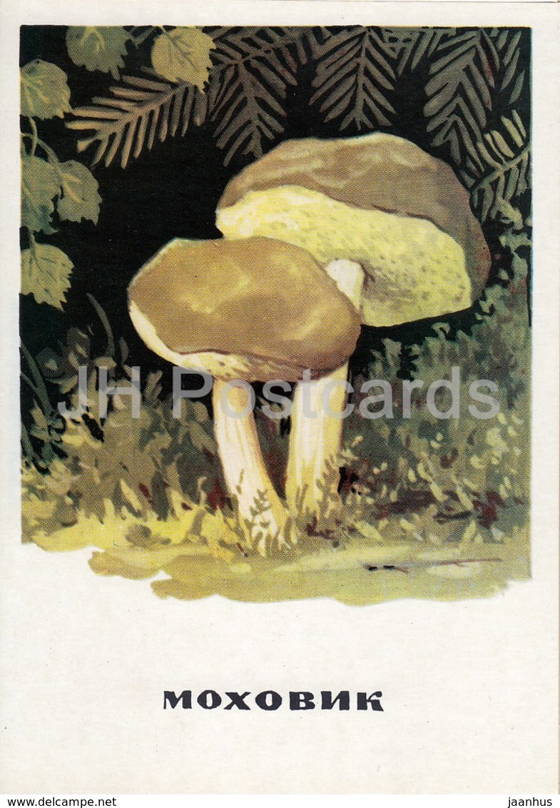 Whitey’s Bolete - Xerocomus - mushrooms - illustration - 1971 - Russia USSR - unused - JH Postcards