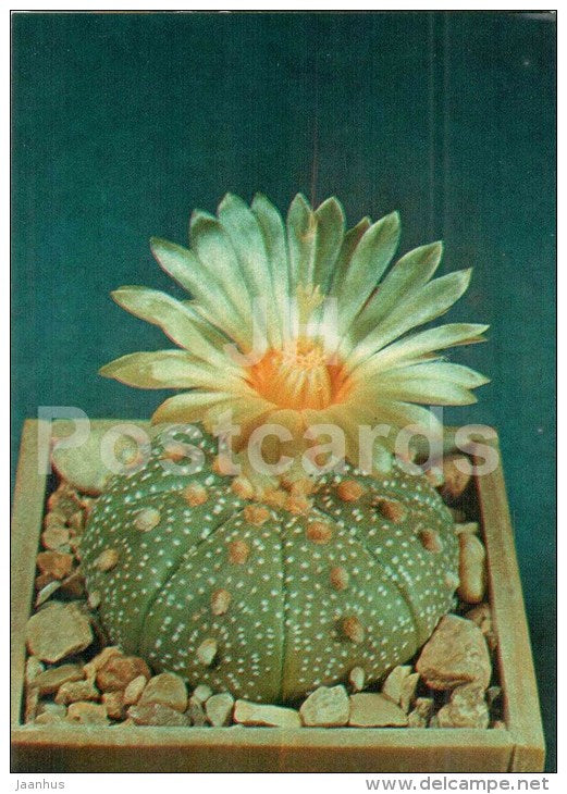 Sand Dollar Cactus - Astrophytum asterias - cactus - flowers - 1984 - Russia USSR - unused - JH Postcards