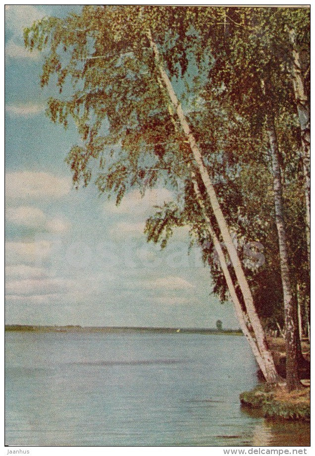 Moscow suburbs - birches - 1962 - Russia USSR - unused - JH Postcards