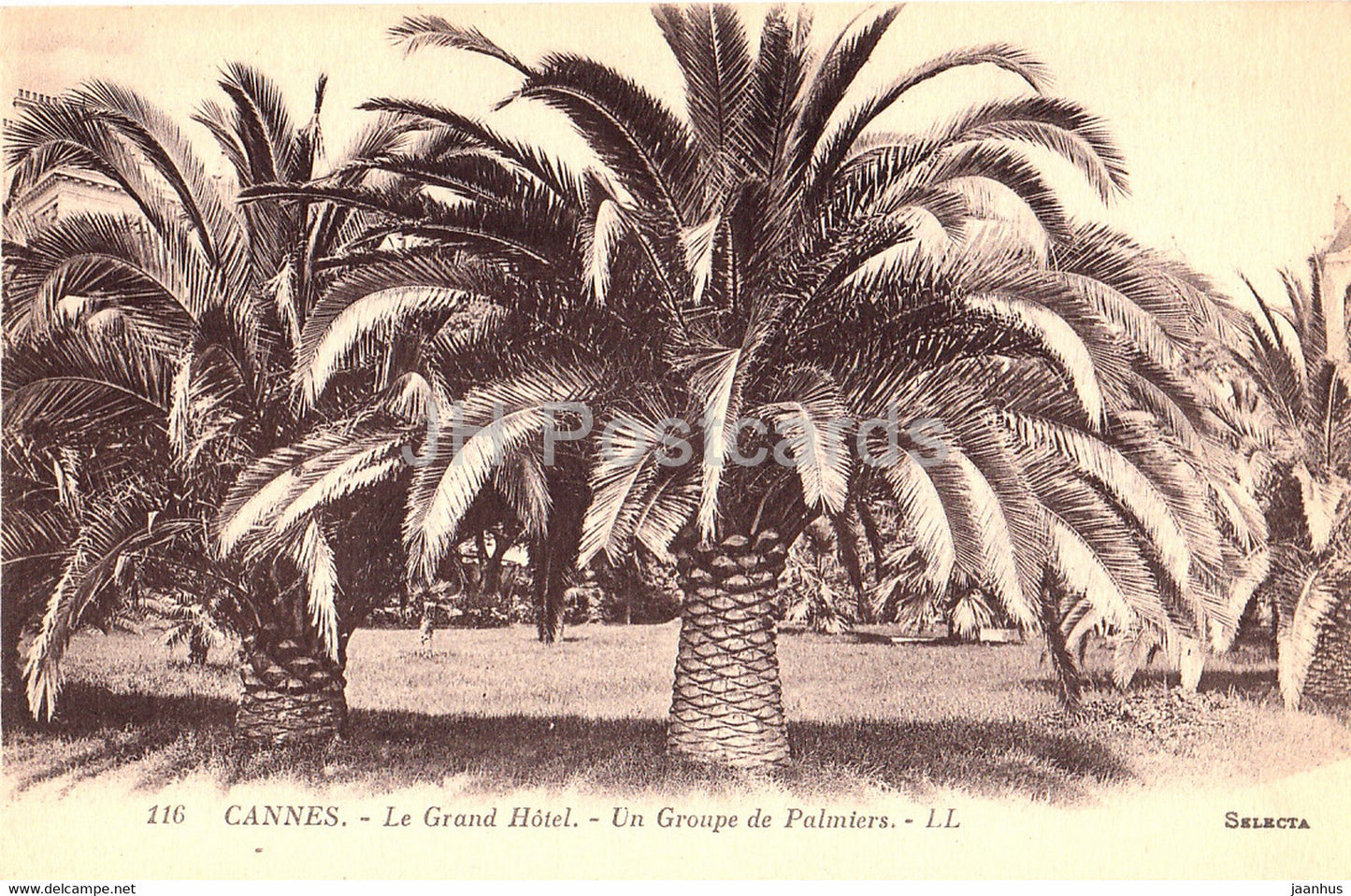 Cannes - Le Grand Hotel - Un Groupe de Palmiers - 116 - old postcard - France - unused - JH Postcards