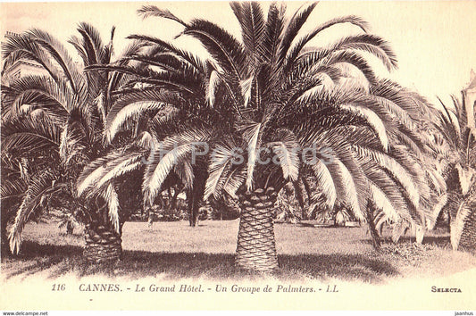 Cannes - Le Grand Hotel - Un Groupe de Palmiers - 116 - old postcard - France - unused - JH Postcards