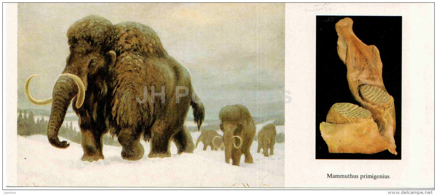 Woolly mammoth - Mammuthus primigenius - jawbone - illustration by Flerov - paleontology - 1989 - Russia USSR - unused - JH Postcards