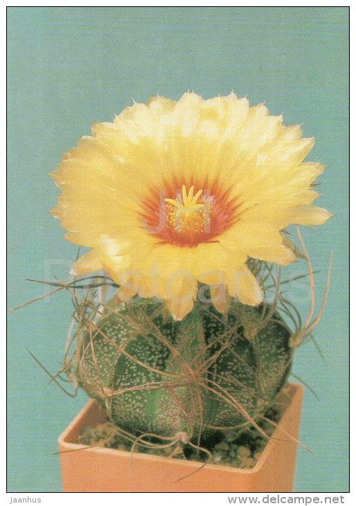Goat's Horns Cactus - Astrophytum capricorne - cactus - plants - 1990 - Russia USSR - unused - JH Postcards