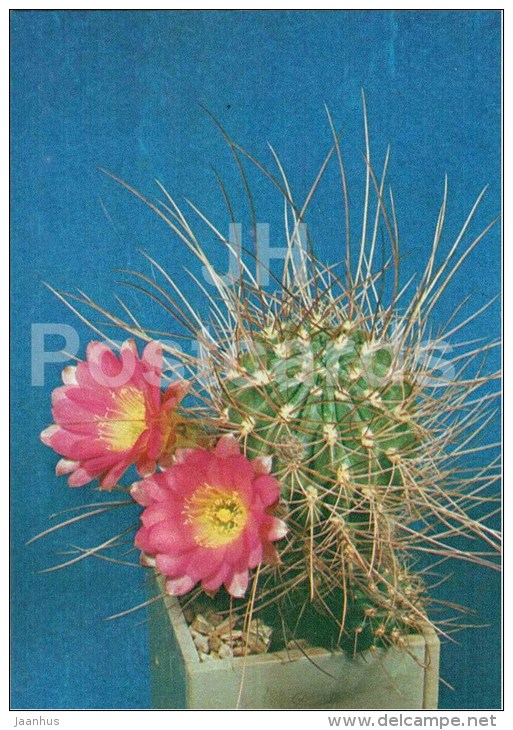 Lobivia raphidacantha - cactus - flowers - 1984 - Russia USSR - unused - JH Postcards