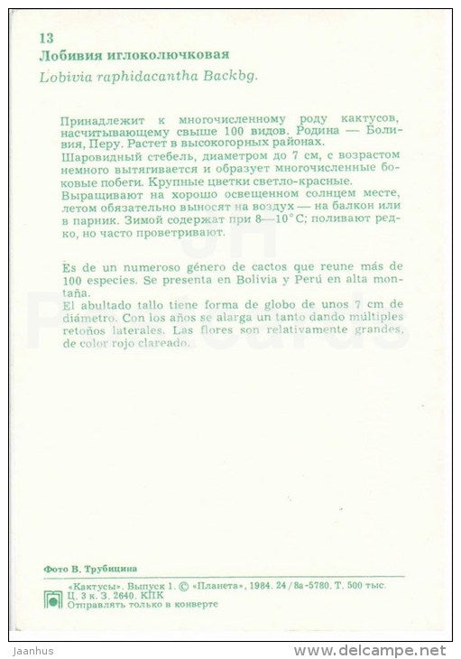 Lobivia raphidacantha - cactus - flowers - 1984 - Russia USSR - unused - JH Postcards