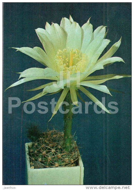 Pseudolobivia orazasana - cactus - flowers - 1984 - Russia USSR - unused - JH Postcards