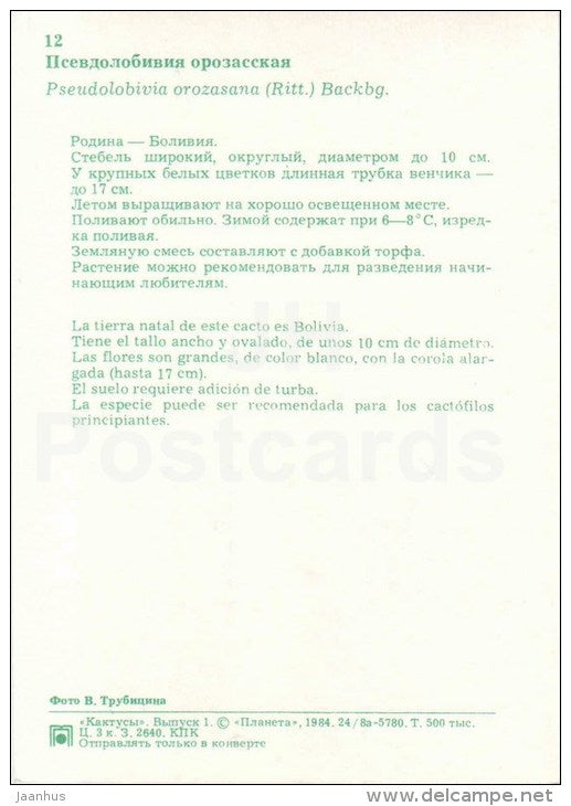 Pseudolobivia orazasana - cactus - flowers - 1984 - Russia USSR - unused - JH Postcards