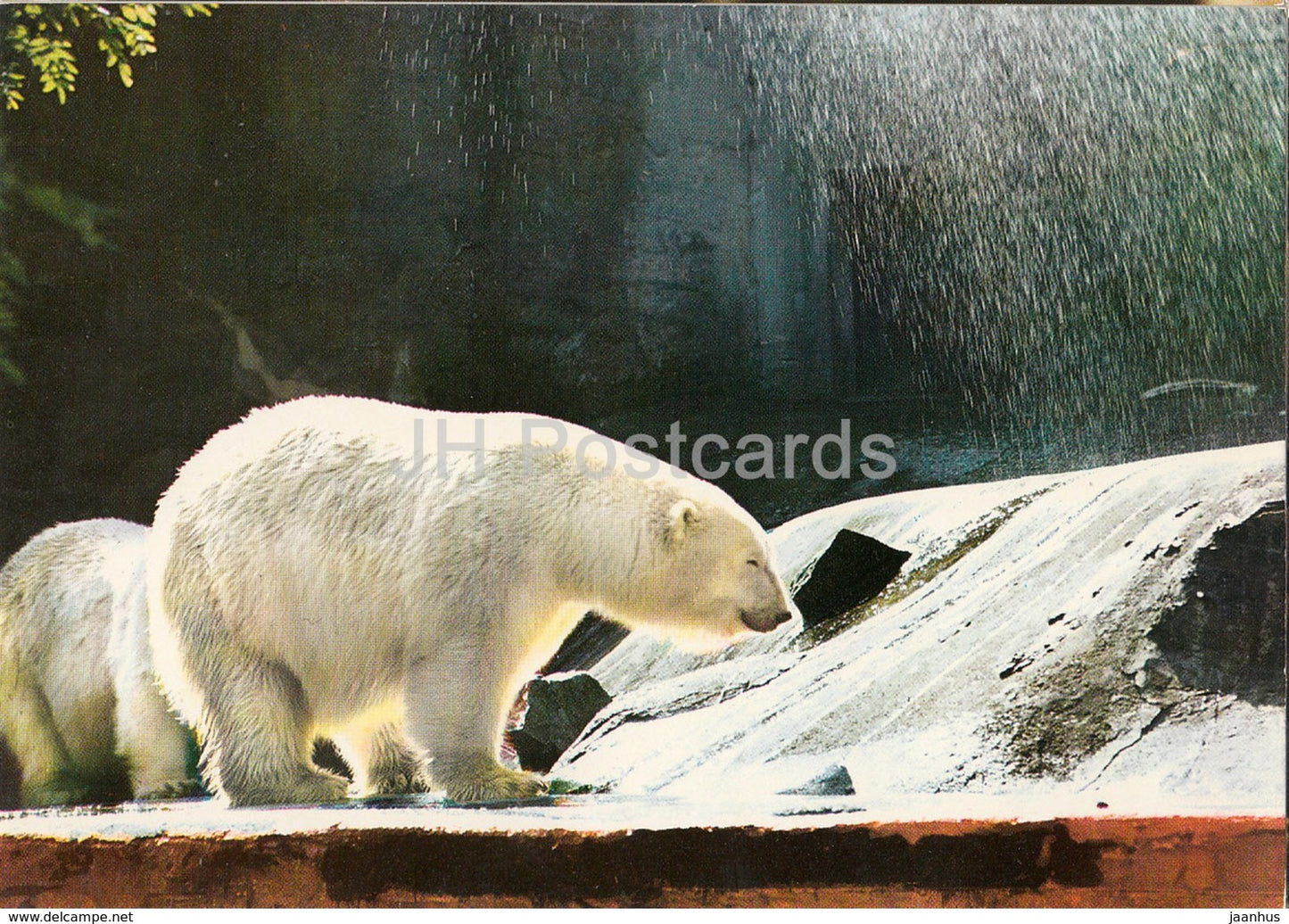 Polar bear - Zoo - Czechoslovakia - Czech Republic - unused - JH Postcards
