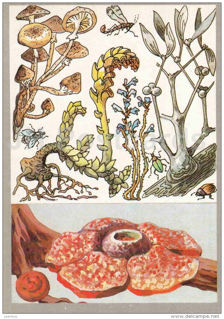Rafflesia Arnoldi - Mistletoe - Orobanche - Lathraea - Armillaria - Amazing Plants - 1989 - Russia USSR - unused - JH Postcards