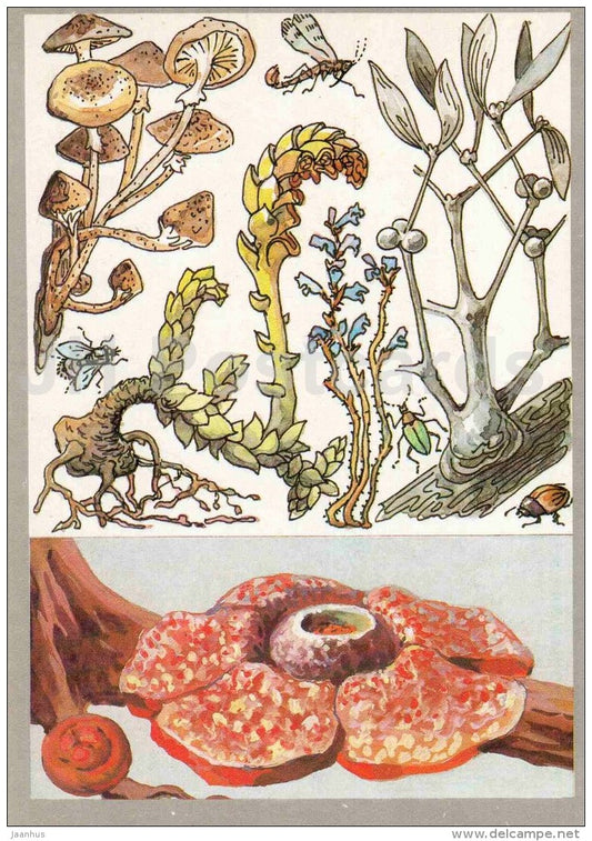 Rafflesia Arnoldi - Mistletoe - Orobanche - Lathraea - Armillaria - Amazing Plants - 1989 - Russia USSR - unused - JH Postcards