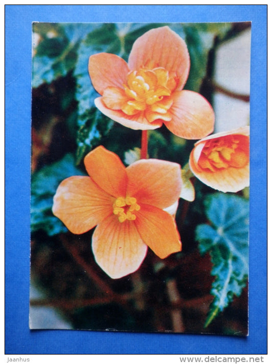 Begonia pearcei - flowers - Botanical Garden of the USSR - 1973 - Russia USSR - JH Postcards