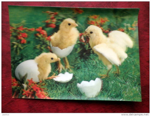 Switzerland - 3D - stereo - easter - chiken - eggs - sent in Finland - used - JH Postcards