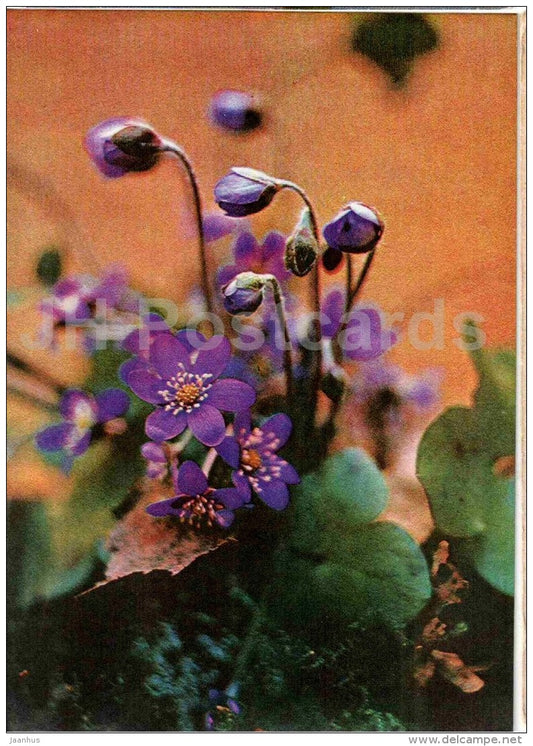 Blue Flowers - 1981 - Estonia USSR - used - JH Postcards
