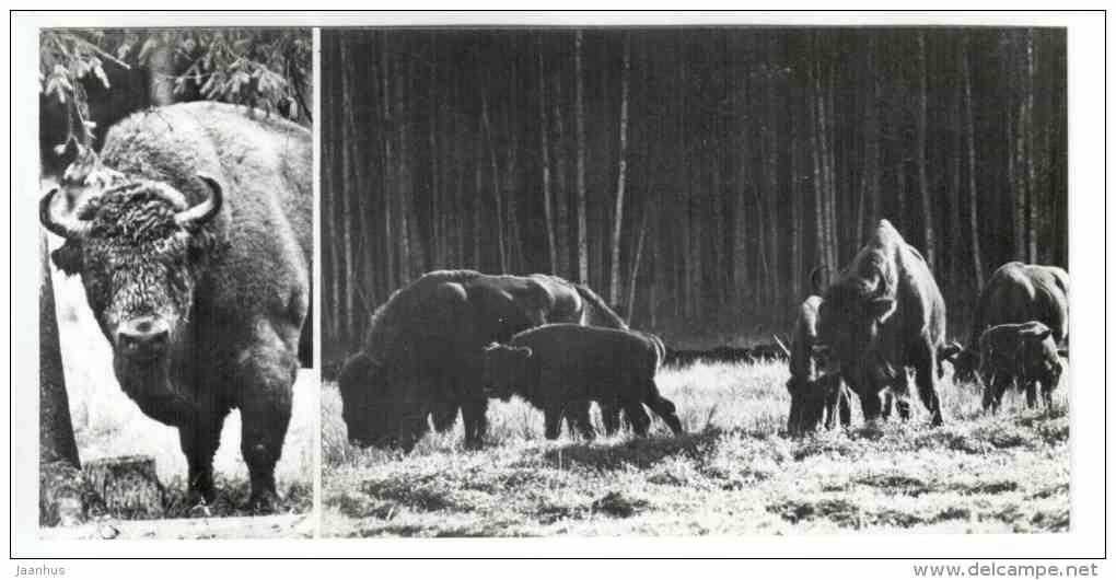 European bison - Bison bonasus - Belovezhskaya Pushcha National Park - 1978 - Russia USSR - unused - JH Postcards