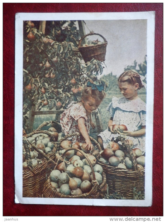 picking pears - girls - 1954 - Russia USSR - used - JH Postcards