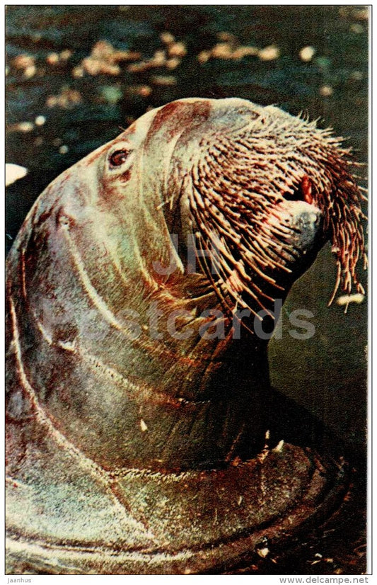 Walrus - Odobenus rosmarus - Moscow Zoo - 1969 - Russia USSR - unused - JH Postcards