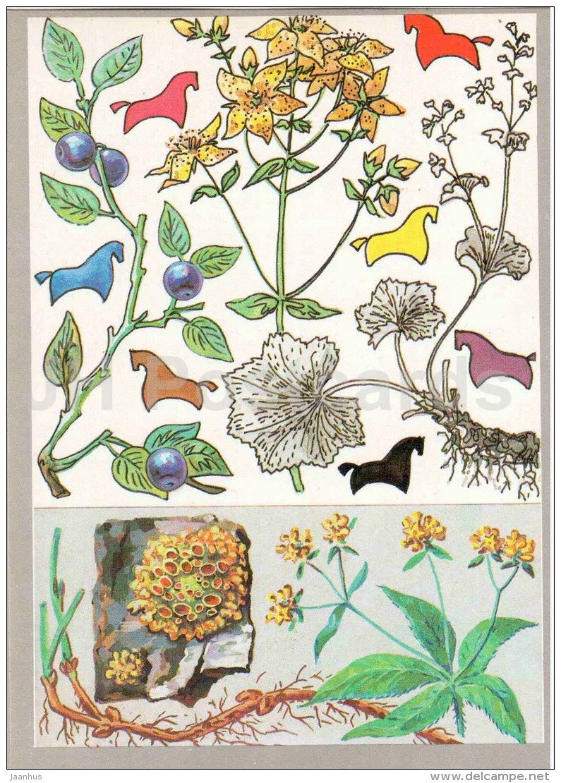 madder dyeing - tutsan - blueberry - Dyeing Plants - Amazing Plants - 1989 - Russia USSR - unused - JH Postcards
