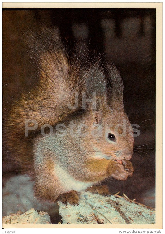 New Year Greeting Card - Squirrel - 1988 - Estonia USSR - used - JH Postcards