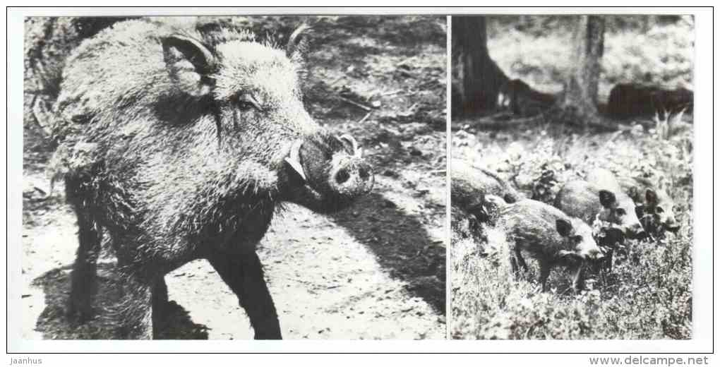 Wild Boar - Belovezhskaya Pushcha National Park - 1978 - Russia USSR - unused - JH Postcards