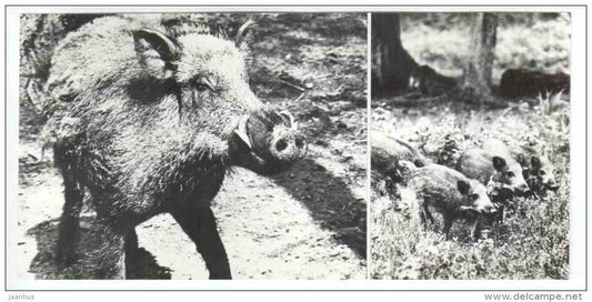 Wild Boar - Belovezhskaya Pushcha National Park - 1978 - Russia USSR - unused - JH Postcards