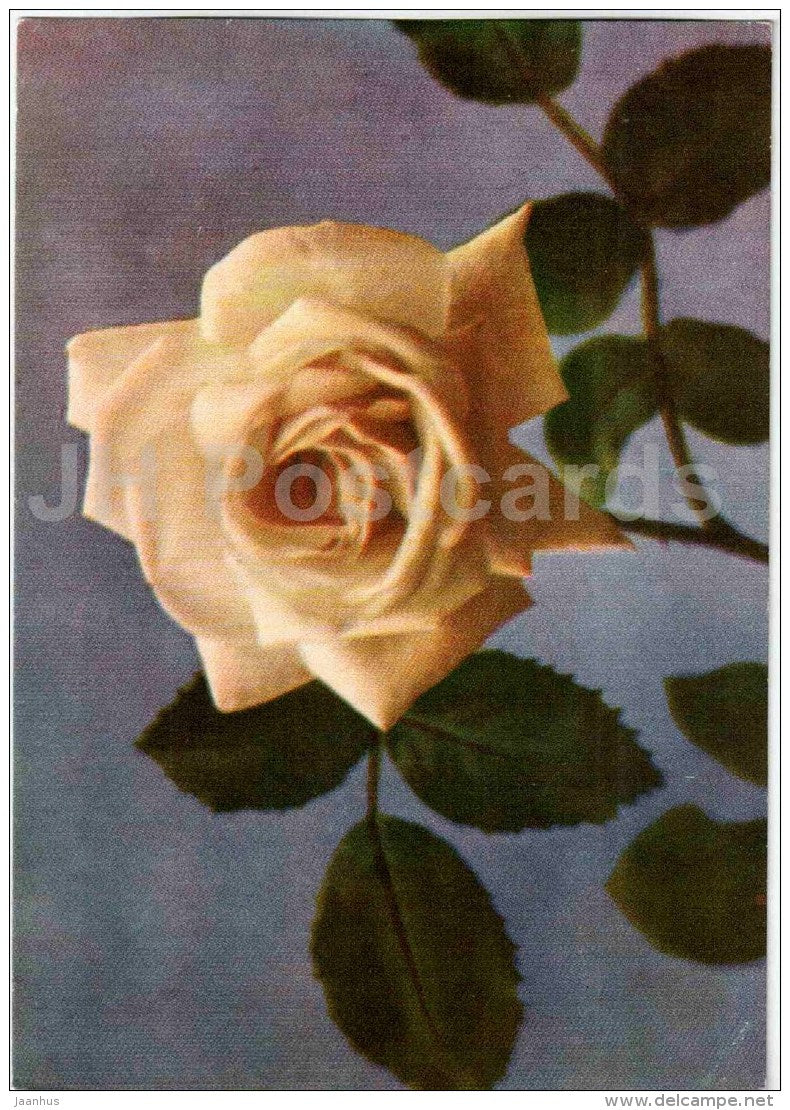 White Chick Rose - flowers - 1967 - Estonia USSR - unused - JH Postcards