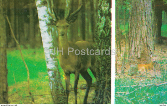 Belovezhskaya Pushcha National Park - The Roe - The deer is a typical Puscha dweller - 1981 - Berarus USSR - unused - JH Postcards