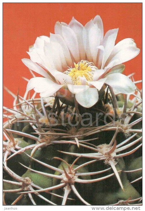 Gymnocalycium hybopleurum var. ferocior - cactus - plants - 1990 - Russia USSR - unused - JH Postcards