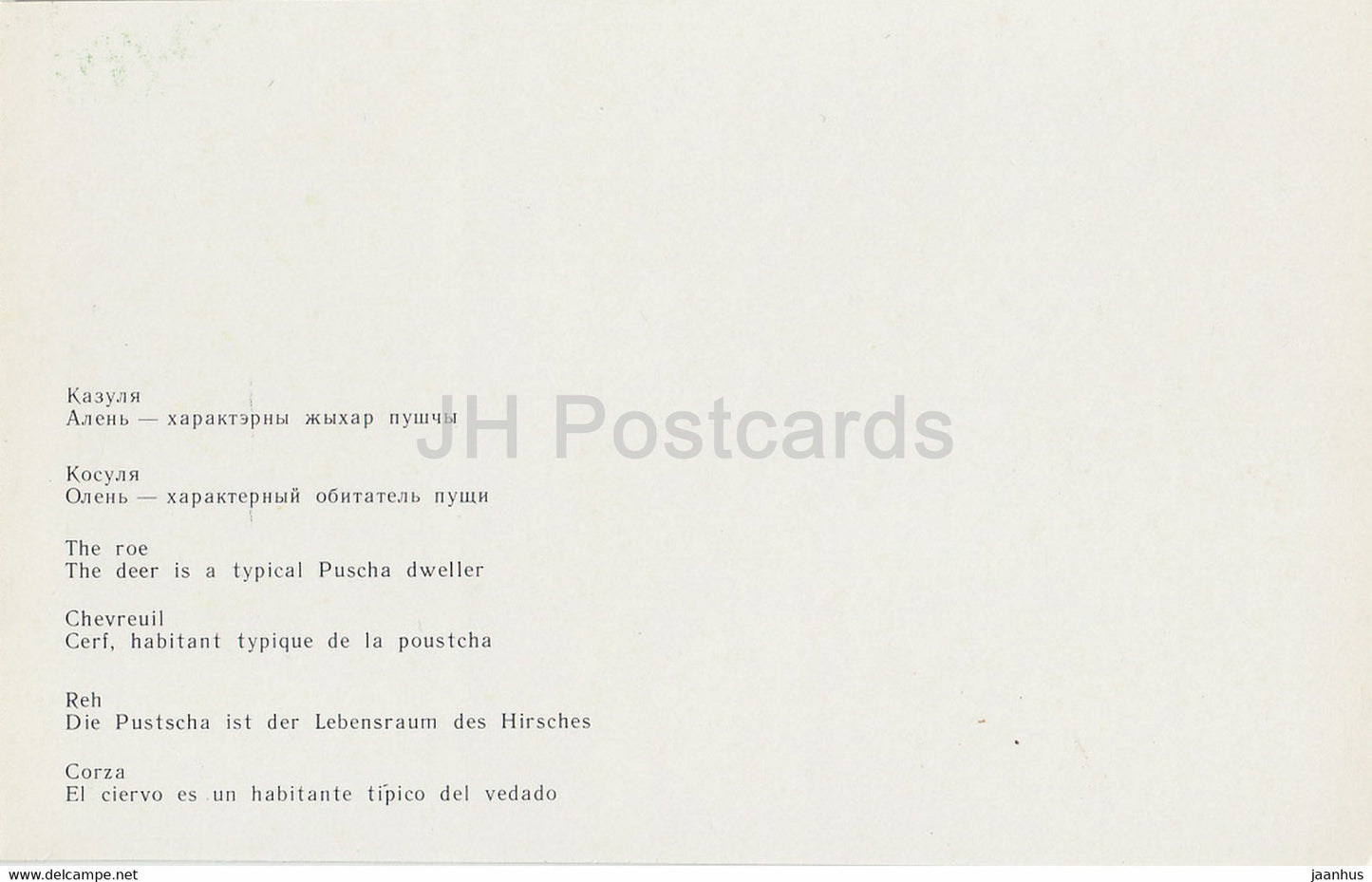 Parc national Belovezhskaya Pushcha - Les chevreuils - Le cerf est un habitant typique de Puscha - 1981 - Berarus URSS - inutilisé