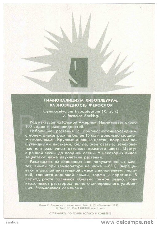 Gymnocalycium hybopleurum var. ferocior - cactus - plants - 1990 - Russia USSR - unused - JH Postcards