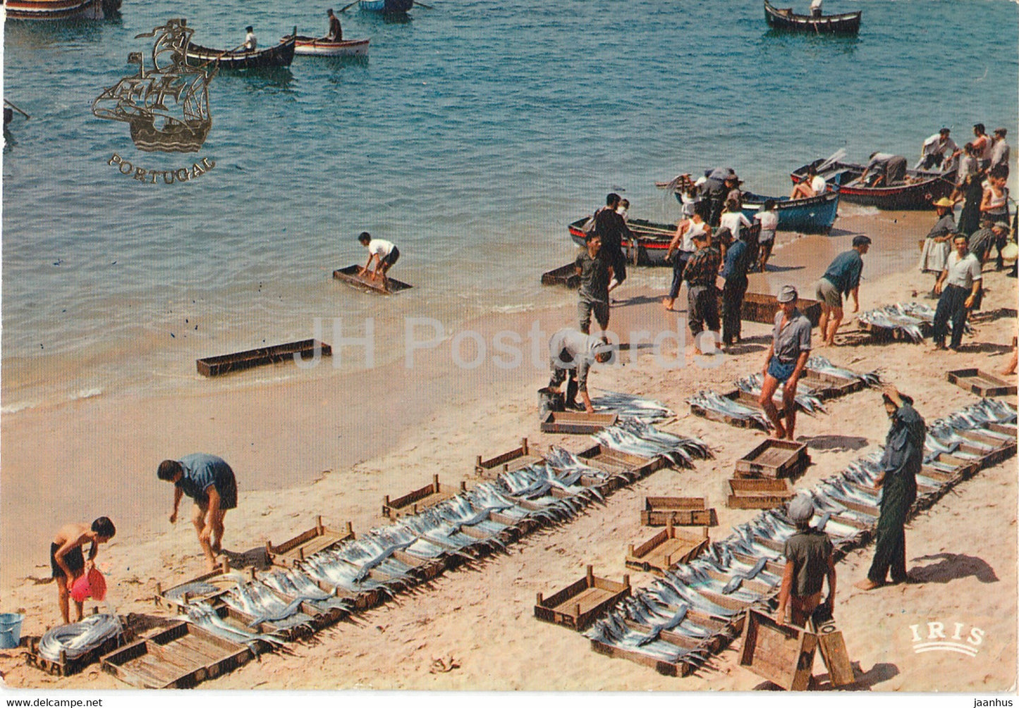Cascais - Lota do Peixe - Fish Auction - 1975 - Portugal - used - JH Postcards