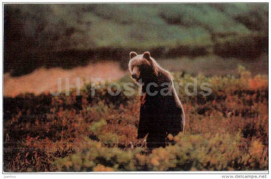 Kronotsky Nature Reserve - Brown bear - ursus - in the land of volcanoes - 1971 - Russia USSR - unused - JH Postcards