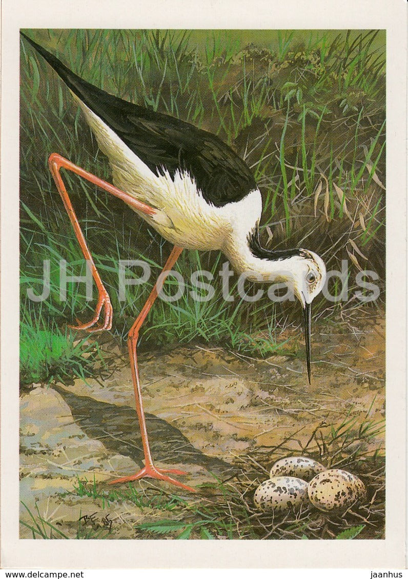 Black-winged stilt - Himantopus himantopus - birds - 1987 - Russia USSR - unused