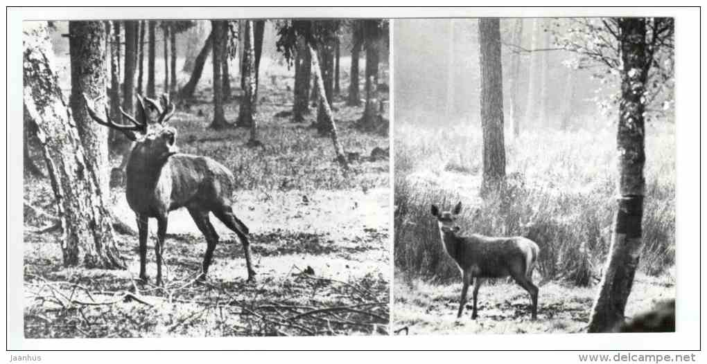Deer - Belovezhskaya Pushcha National Park - 1978 - Russia USSR - unused - JH Postcards