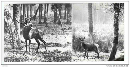 Deer - Belovezhskaya Pushcha National Park - 1978 - Russia USSR - unused - JH Postcards
