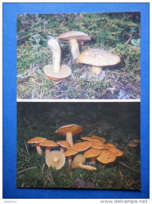 Velvet Bolete - Suillus variegatus - Jersey Cow Mushroom - Suillus bovinus - mushrooms - 1976 - Estonia USSR - unused - JH Postcards