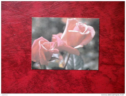red roses - flowers - mini card - 1987 - Russia - USSR - unused - JH Postcards